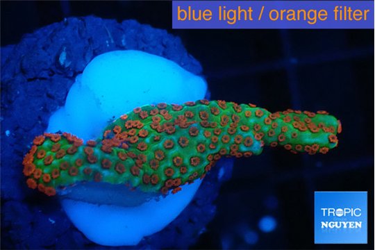 Montipora red fire forest 2-4 cm WYSIWYG acclimaté