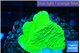 Montipora green cap 1-3 cm WYSIWYG acclimaté
