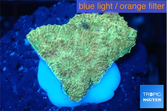 Favia sunset 2-3 cm WYSIWYG acclimaté