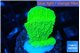 Montipora green cap 2-3 cm WYSIWYG acclimaté