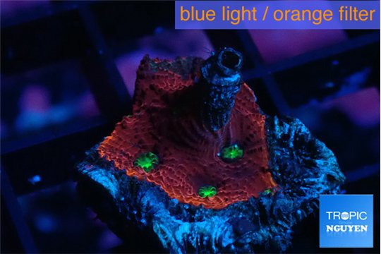 Favia red golden 1-2 cm WYSIWYG acclimaté