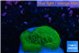 Montipora green cap 1 cm WYSIWYG acclimaté