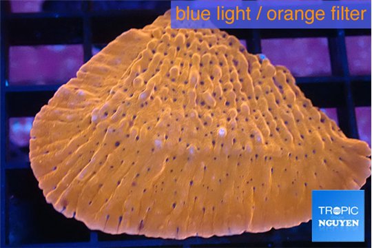 Montipora kung pao 2-4 cm WYSIWYG acclimaté