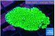 Montipora green cap 2-3 cm WYSIWYG acclimaté