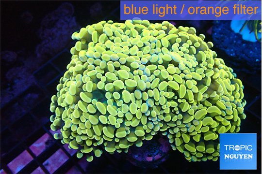 Euphyllia paraancora gold 7-14 cm WYSIWYG acclimaté