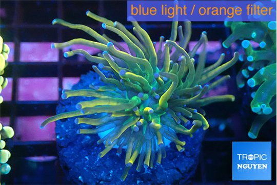 Euphyllia glabrescens 24k 4-7 cm WYSIWYG acclimaté