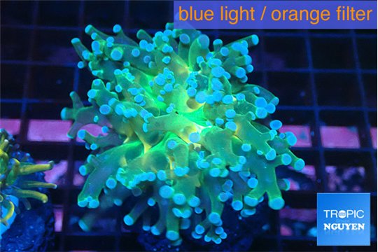 Euphyllia yayaemaensis green & purple tip 4-6 cm WYSIWYG acclimaté