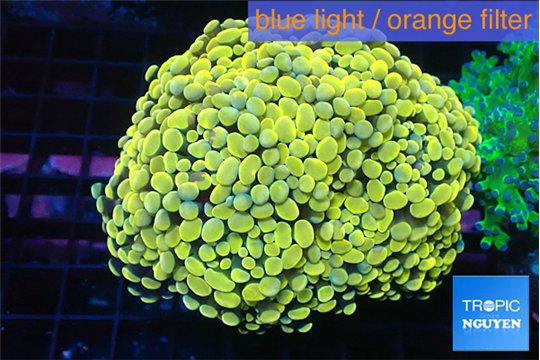 Euphyllia paraancora gold 7-14 cm WYSIWYG acclimaté