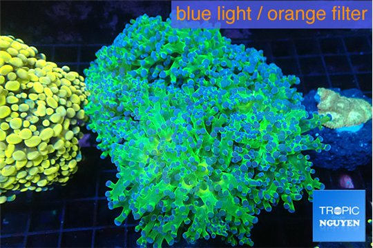 Euphyllia paradivisa green sunset 9-14 cm WYSIWYG acclimaté