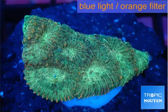 Favia sunset 2-3 cm WYSIWYG acclimaté