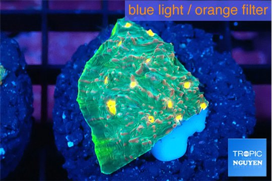 Echinophyllia rainbow premium 2-3 cm WYSIWYG acclimaté