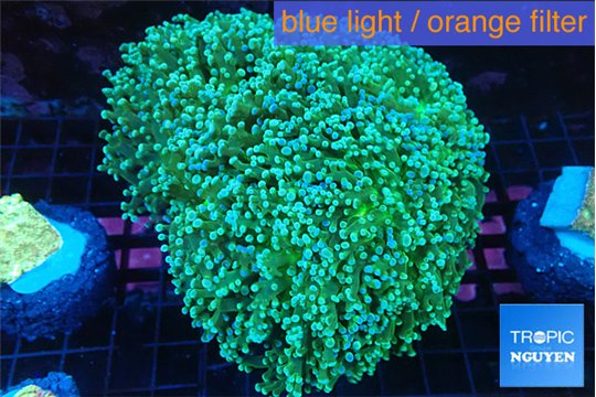 Euphyllia paradivisa green sunset 9-14 cm WYSIWYG acclimaté
