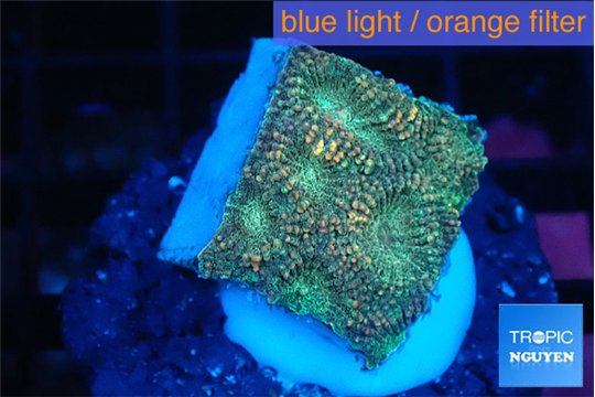 Favia sunset 1-2 cm WYSIWYG acclimaté