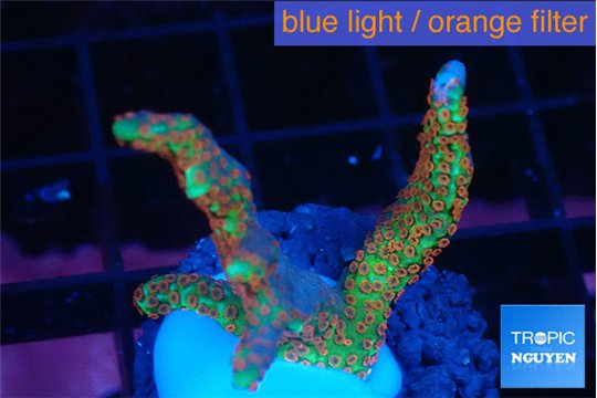 Montipora red fire forest 2-4 cm WYSIWYG acclimaté