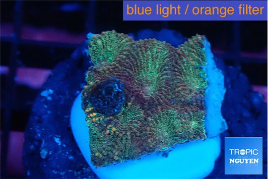 Favia sunset 1-2 cm WYSIWYG acclimaté