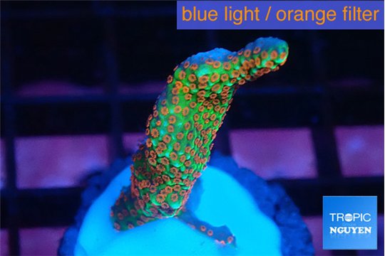 Montipora red fire forest 2-4 cm WYSIWYG acclimaté