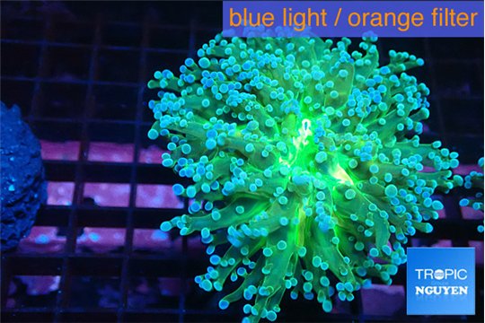 Euphyllia paradivisa green sunset 4-7 cm WYSIWYG acclimaté