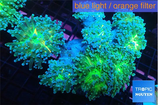 Euphyllia paradivisa green sunset 9-14 cm WYSIWYG acclimaté