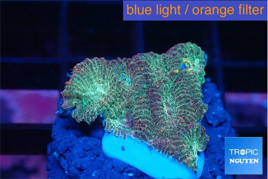 Favia sunset 2-3 cm WYSIWYG acclimaté