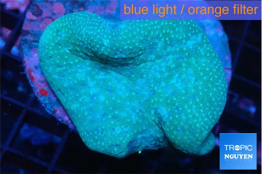 Sarcophyton long polyps 5-8 cm WYSIWYG acclimaté