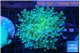 Euphyllia paradivisa green sunset 4-6 cm WYSIWYG acclimaté