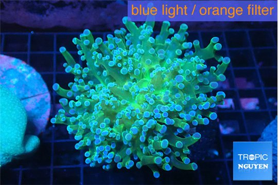 Euphyllia paradivisa green sunset 4-6 cm WYSIWYG acclimaté