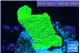 Montipora green cap 2-3 cm WYSIWYG acclimaté
