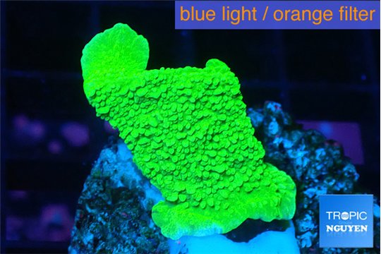 Montipora green cap 2-3 cm WYSIWYG acclimaté