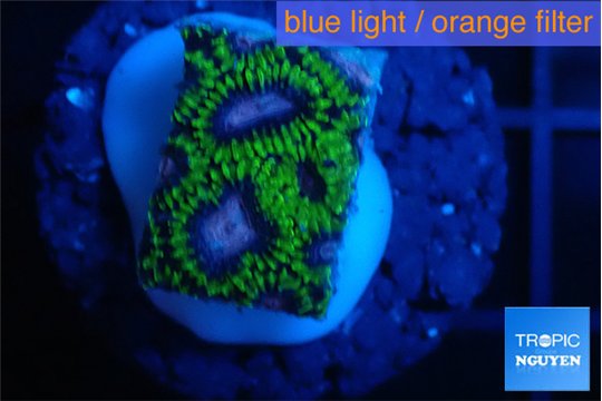 Favia space monkey 1-2 cm WYSIWYG acclimaté