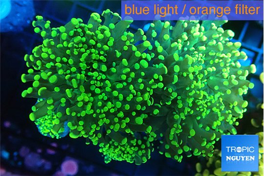 Euphyllia paradivisa green purple 8-12 cm WYSIWYG acclimaté