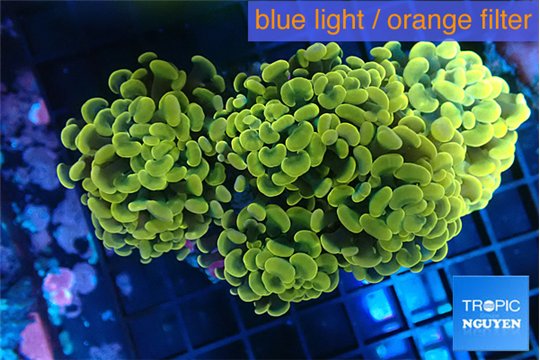 Euphyllia paraancora gold 6-10 cm WYSIWYG acclimaté