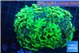 Euphyllia ancora reverse green gold purple 8-12 cm WYSIWYG acclimaté