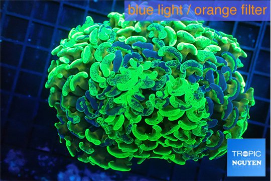 Euphyllia ancora reverse green gold purple 8-12 cm WYSIWYG acclimaté