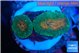 Lobophyllia orange green 3-4 cm WYSIWYG acclimaté