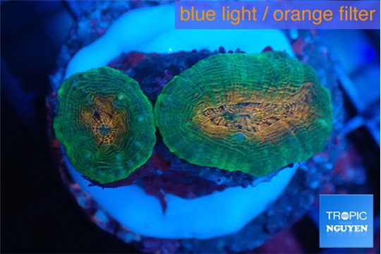 Lobophyllia orange green 3-4 cm WYSIWYG acclimaté