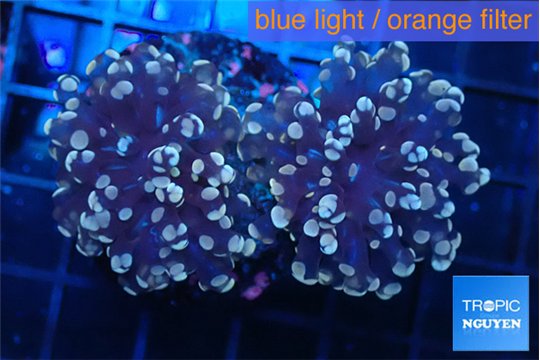 Euphyllia yaeyamaensis orange green 4-6 cm WYSIWYG acclimaté