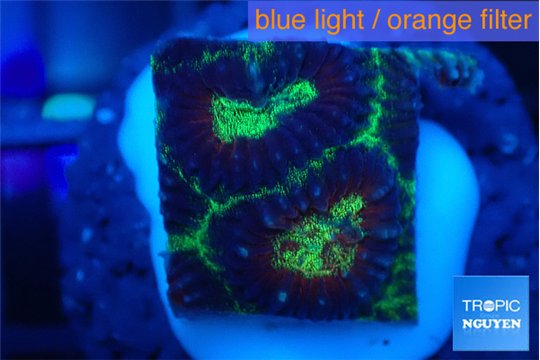 Favia snake skin 1-2 cm WYSIWYG acclimaté