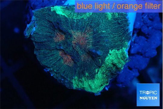 Favia marble green 2-3 cm WYSIWYG acclimaté