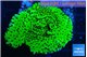 Montipora green 2-3 cm WYSIWYG acclimaté