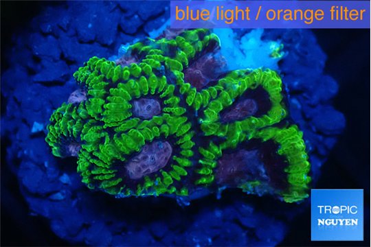 Favia space monkey 2-3 cm WYSIWYG acclimaté