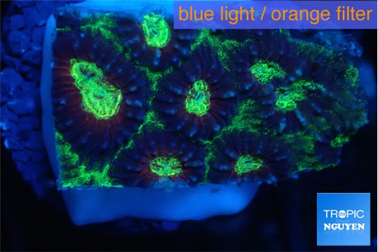 Favia snake skin 2-4 cm WYSIWYG acclimaté