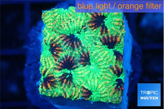 Favia reverse green 2-3 cm WYSIWYG acclimaté