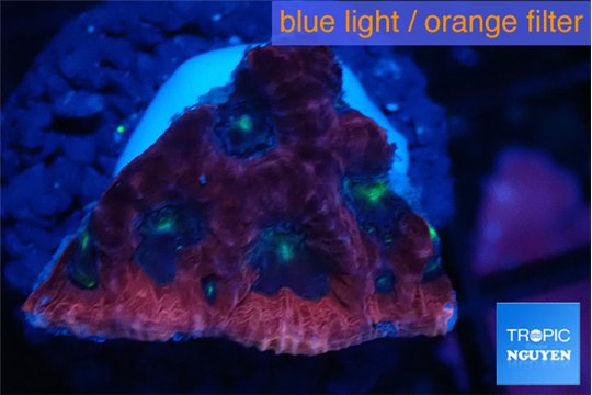 Favia red purple 1-3 cm WYSIWYG acclimaté