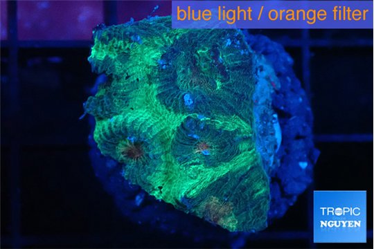 Favia marble green 2-3 cm WYSIWYG acclimaté