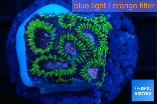 Favia space monkey 2-3 cm WYSIWYG acclimaté