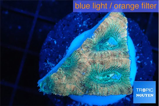 Favia rainbow 2-3 cm WYSIWYG acclimaté