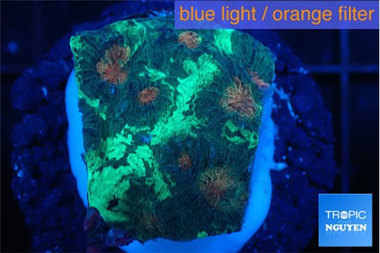 Favia marble green 2-3 cm WYSIWYG acclimaté