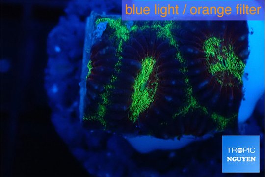 Favia snake skin 2-3 cm WYSIWYG acclimaté