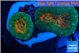 Lobophyllia orange green 3-4 cm WYSIWYG acclimaté
