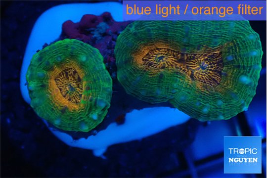 Lobophyllia orange green 3-4 cm WYSIWYG acclimaté